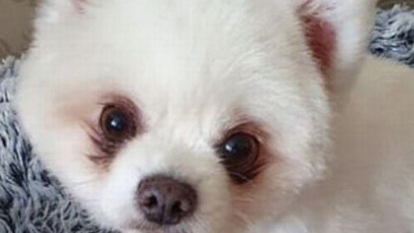 博美犬被狗贩卖给狗肉商,获救后被英国女士收养漂洋过海到新家 博美犬被狗贩卖给狗肉商,获救后被英国女士收养漂洋过海到新家