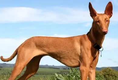 法老王猎犬的形态特征,该犬血统高贵 法老王猎犬的形态特征,该犬血统高贵
