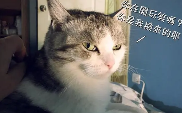 主人误食猫咪零食,结果上吐下泻身体虚脱,猫:本喵的东西也敢吃 主人误食猫咪零食,结果上吐下泻身体虚脱,猫:本喵的东西也敢吃