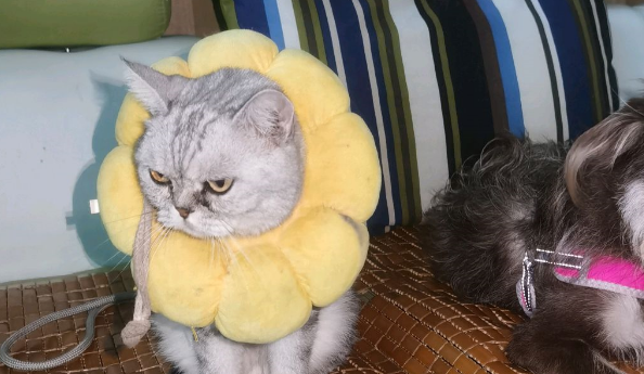 猫狗是不是冤家?看我家猫狗同框有故事 猫狗是不是冤家?看我家猫狗同框有故事
