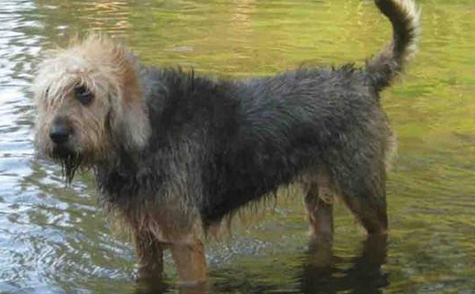 奥达猎犬怎么选 幼犬的选购有方法 奥达猎犬怎么选 幼犬的选购有方法