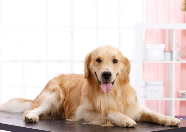 金毛犬Siri的致命托运 金毛犬Siri的致命托运