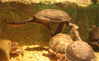 世界上脖子最长的乌龟