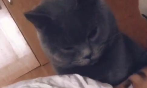 猫咪用亲亲的方式叫醒女主,还瞅了男主一眼:和我争宠,你还嫩呢 猫咪用亲亲的方式叫醒女主,还瞅了男主一眼:和我争宠,你还嫩呢