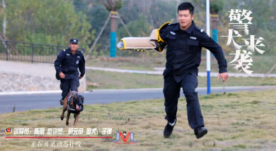 帅呆了!一大波警犬来袭,速度围观! 帅呆了!一大波警犬来袭,速度围观!