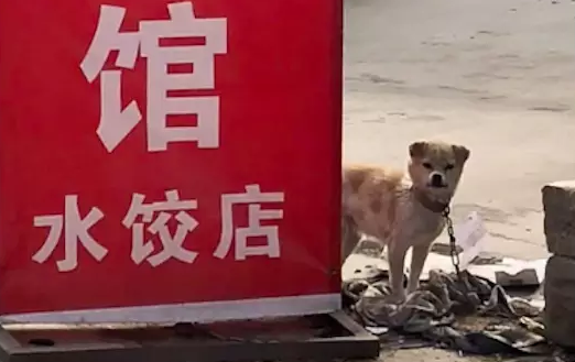 狗肉馆的招牌下,一只狗狗拼命咬着自己的铁链,想要与命运抗争! 狗肉馆的招牌下,一只狗狗拼命咬着自己的铁链,想要与命运抗争!