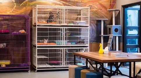 女子将猫咪寄养在宠物店，三天后，老板：赶紧接走你家猫