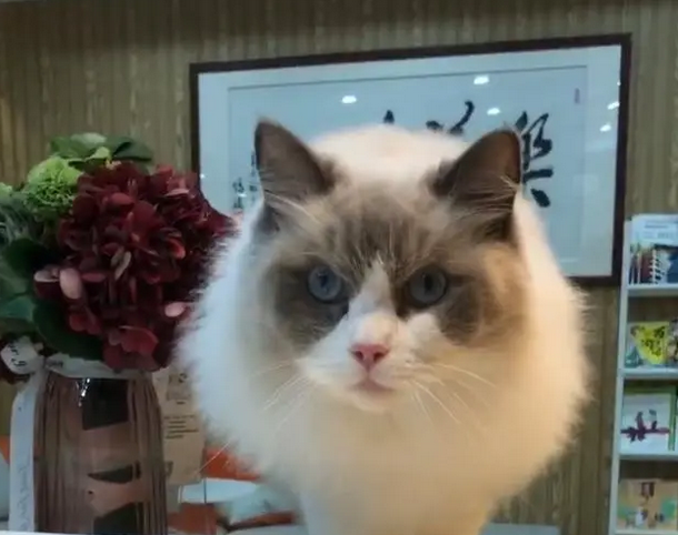 国际猫咪日丨年轻人说：养猫我不累，还有小确幸