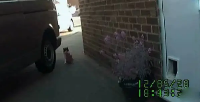 猫咪每天都去偷邻居家的东西,现在家里全是赃物,该不该举报它 猫咪每天都去偷邻居家的东西,现在家里全是赃物,该不该举报它
