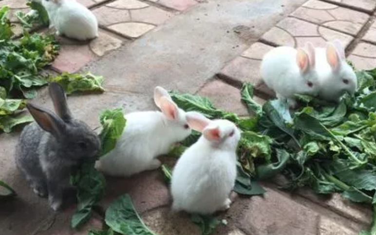 兔子喂养什么食物最好 兔子喂养什么食物最好