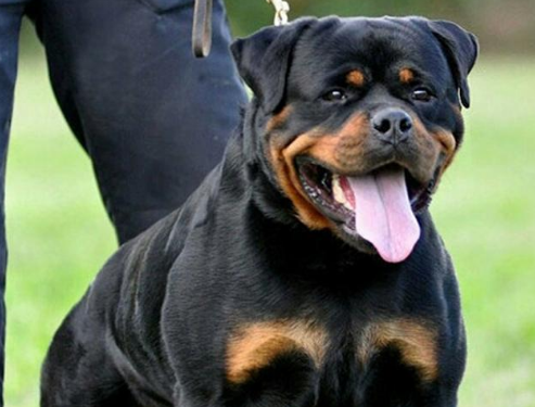 罗威纳犬吃什么好 它们天生爱吃骨头