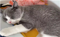 小猫多大可以送人