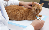 怎么给猫量体温
