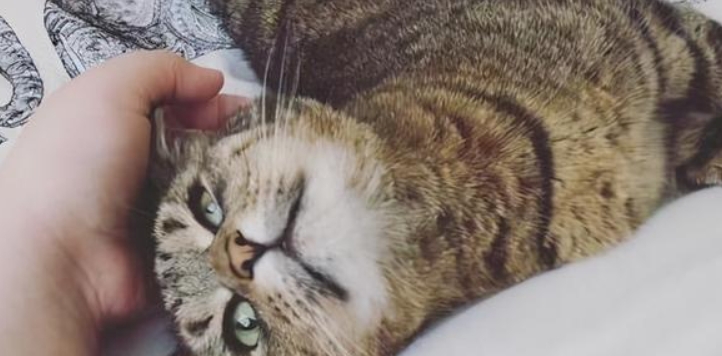 小猫咪用头蹭我的手 小猫咪用头蹭我的手