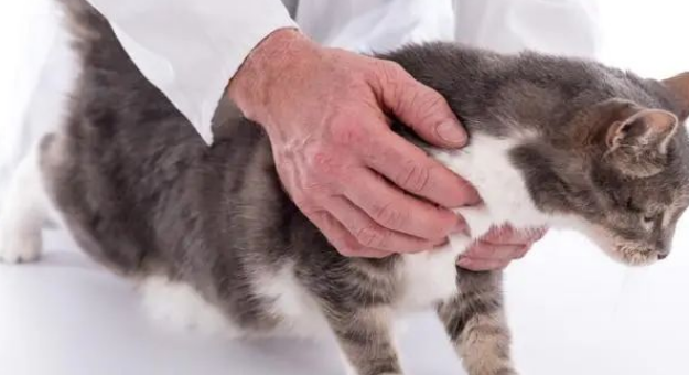 别再这样安抚猫咪了！这样做让猫咪变小天使！