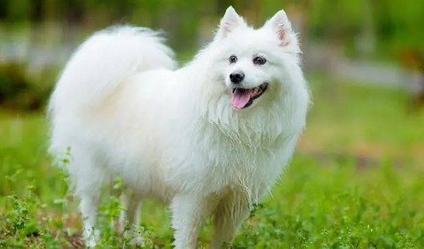 银狐犬怎么训练