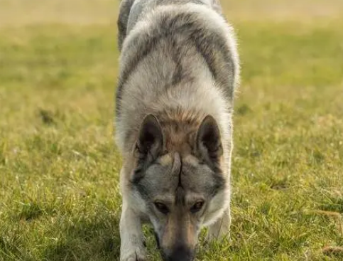纯种捷克狼犬幼犬多少钱一只