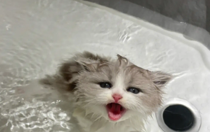 小猫什么时候能洗澡 小猫什么时候能洗澡