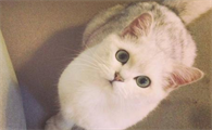选猫口诀顺口溜