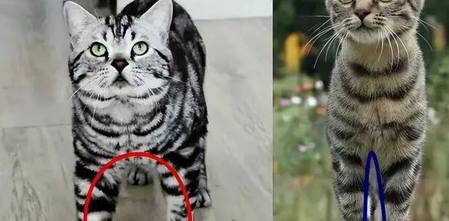 你喜欢狸花猫还是美短猫? 你喜欢狸花猫还是美短猫?