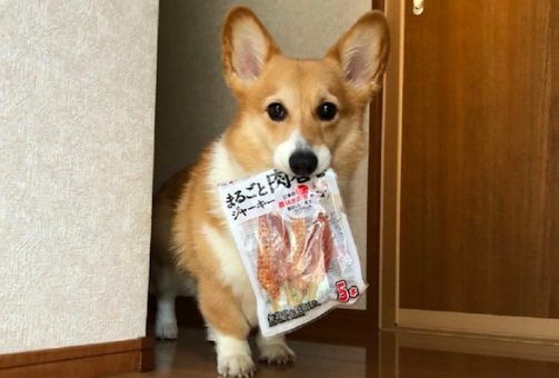 柯基把藏的零食叼了出来,可怜楚楚地看着主人:咱各一半行不? 柯基把藏的零食叼了出来,可怜楚楚地看着主人:咱各一半行不?