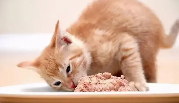 小猫多久可以吃辅食 小猫多久可以吃辅食