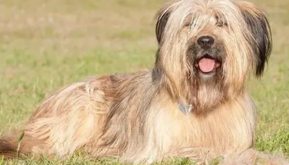 伯瑞犬好养吗 细心养护加上足够耐心 伯瑞犬好养吗 细心养护加上足够耐心