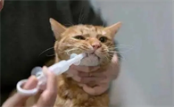 小猫几个月可以驱虫