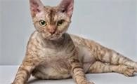德文卷毛猫一定要和人睡吗
