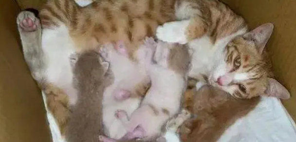 小猫准备生的时候有什么症状 小猫准备生的时候有什么症状