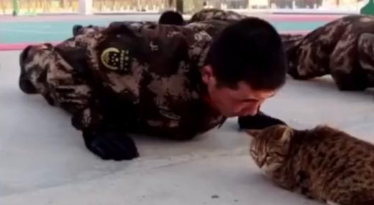 流浪猫每天陪武警小哥哥训练,独宠一人 流浪猫每天陪武警小哥哥训练,独宠一人