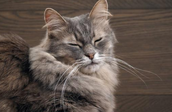 怎么区分猫咪骨折还是扭伤 怎么区分猫咪骨折还是扭伤
