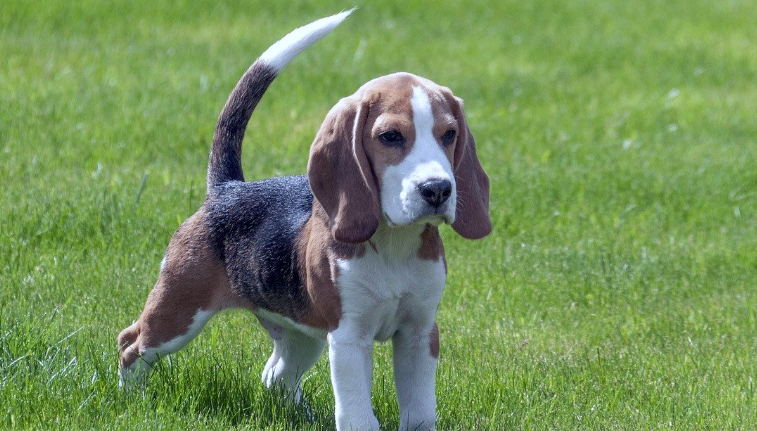 比格犬的性格 个性活泼开朗感觉敏锐 比格犬的性格 个性活泼开朗感觉敏锐