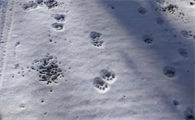 小猫脚印特殊符号