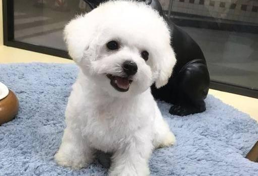 比熊能喝安慕希吗