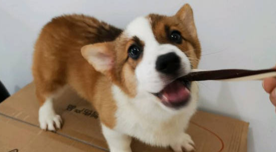 狗吃巧克力会死吗?并不会,柯基吃了一点儿事都没有 狗吃巧克力会死吗?并不会,柯基吃了一点儿事都没有