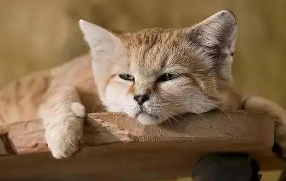 体重不足6斤的沙漠猫,却把毒蛇当辣条吃,喝水怎么解决? 体重不足6斤的沙漠猫,却把毒蛇当辣条吃,喝水怎么解决?