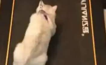 主人把猫咪绑在跑步机上，强行让猫减肥，猫咪当场崩溃了