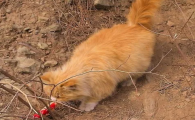 野猫在家生了崽的吉凶