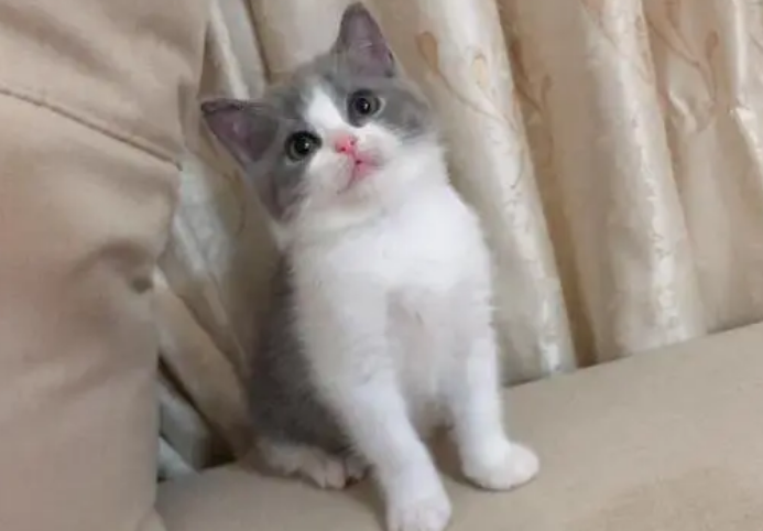 后悔买了英短蓝白母猫 后悔买了英短蓝白母猫