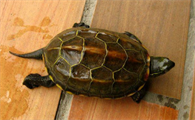中华草龟分布
