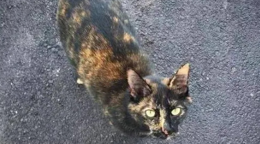 小猫沾到了污水生病 小猫沾到了污水生病