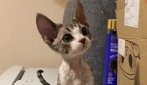 德文卷毛猫能活多久