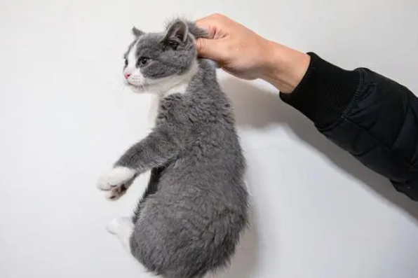 选抓老鼠的猫的诀窍 选抓老鼠的猫的诀窍