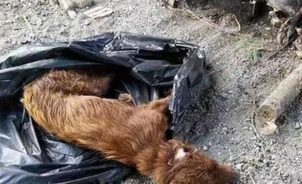 死去的狗装塑料袋埋在土里 死去的狗装塑料袋埋在土里