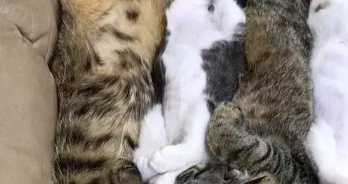 两只流浪猫被收养后不忘感恩,也学着当起了铲屎官 两只流浪猫被收养后不忘感恩,也学着当起了铲屎官