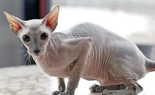 细数世界上纯正血统猫咪中,最昂贵当属阿瑟拉。 细数世界上纯正血统猫咪中,最昂贵当属阿瑟拉。