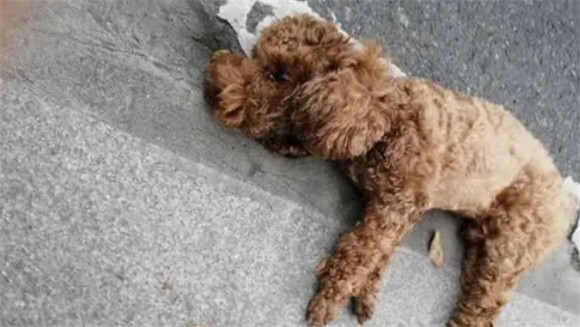 小狗脚被车压断了还能恢复吗 小狗脚被车压断了还能恢复吗