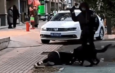 湖南湘潭一女子遭德牧犬撕咬,警方:狗被控制,狗主人接受调查 湖南湘潭一女子遭德牧犬撕咬,警方:狗被控制,狗主人接受调查