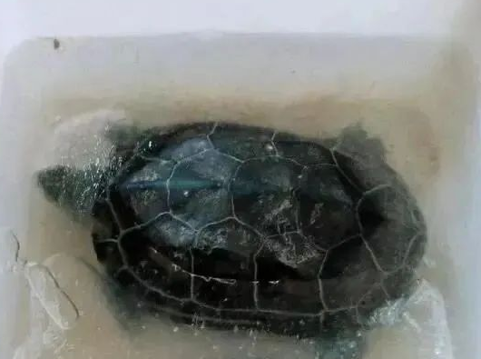 喂了乌龟第二天突然降温 喂了乌龟第二天突然降温